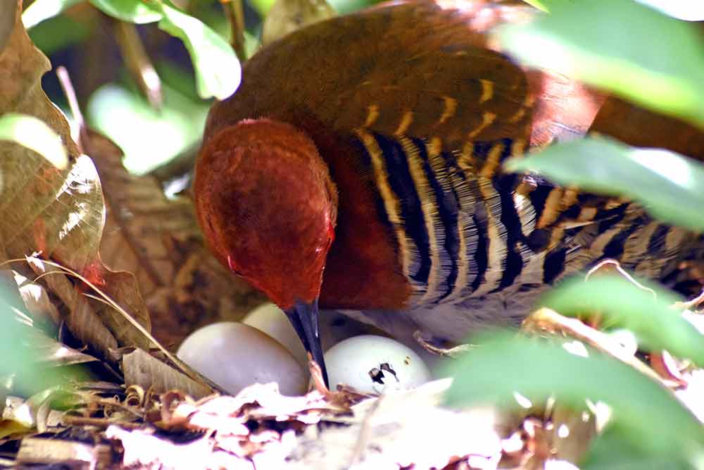 red legged crake rggs-AsiaPhotoStock