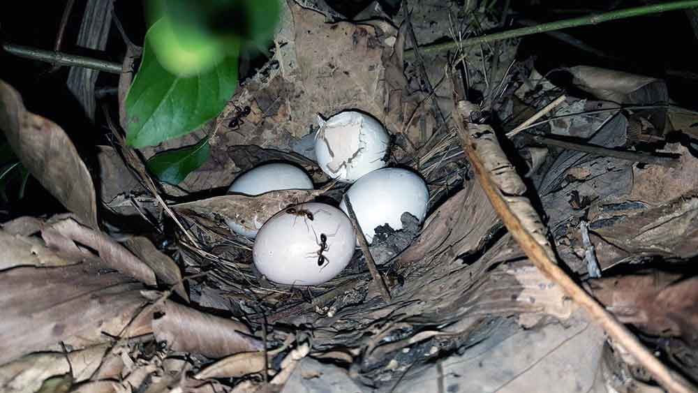 ants on eggs-AsiaPhotoStock