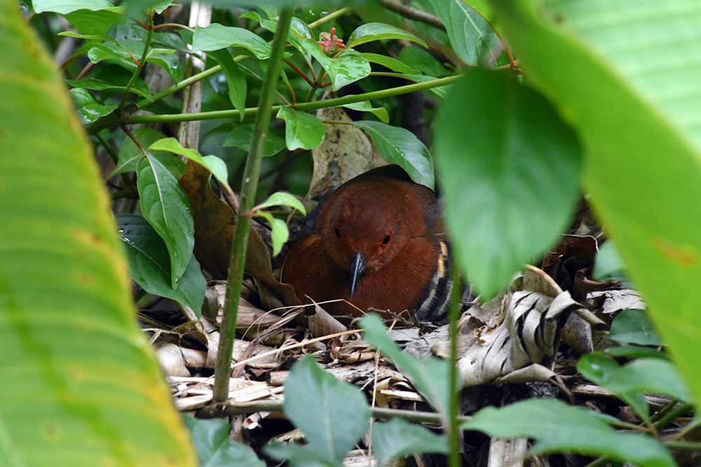 red legged crake on nest-AsiaPhotoStock