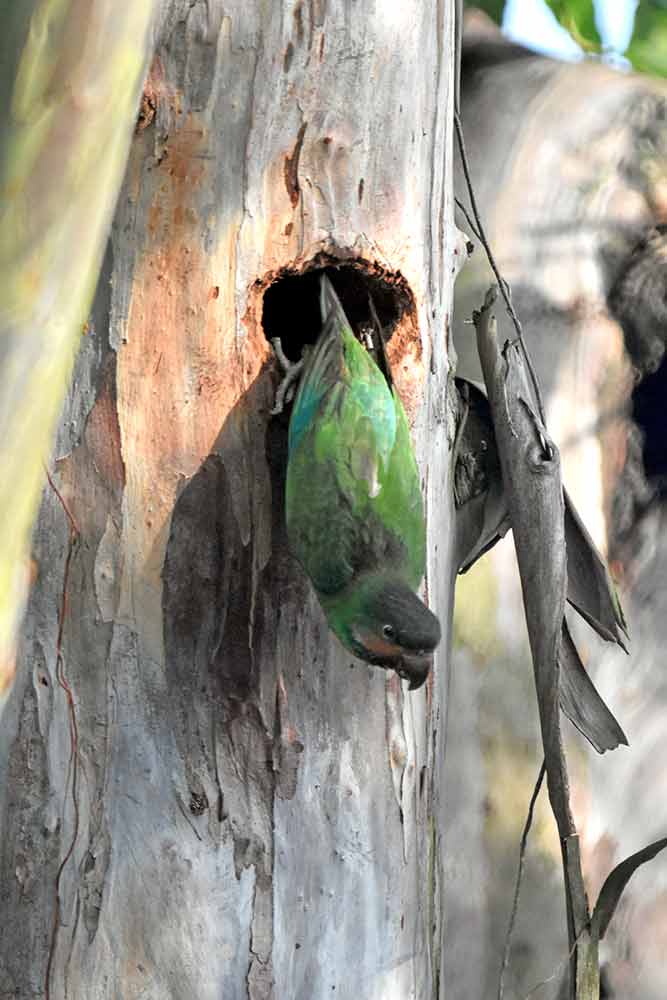 hang right-AsiaPhotoStock