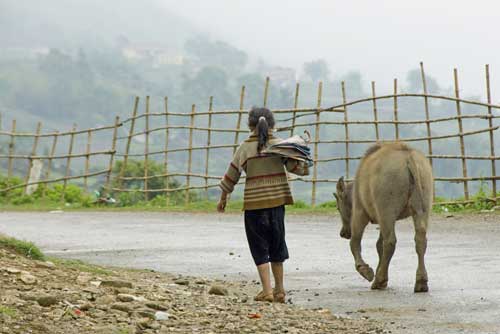 child with buffalo-AsiaPhotoStock