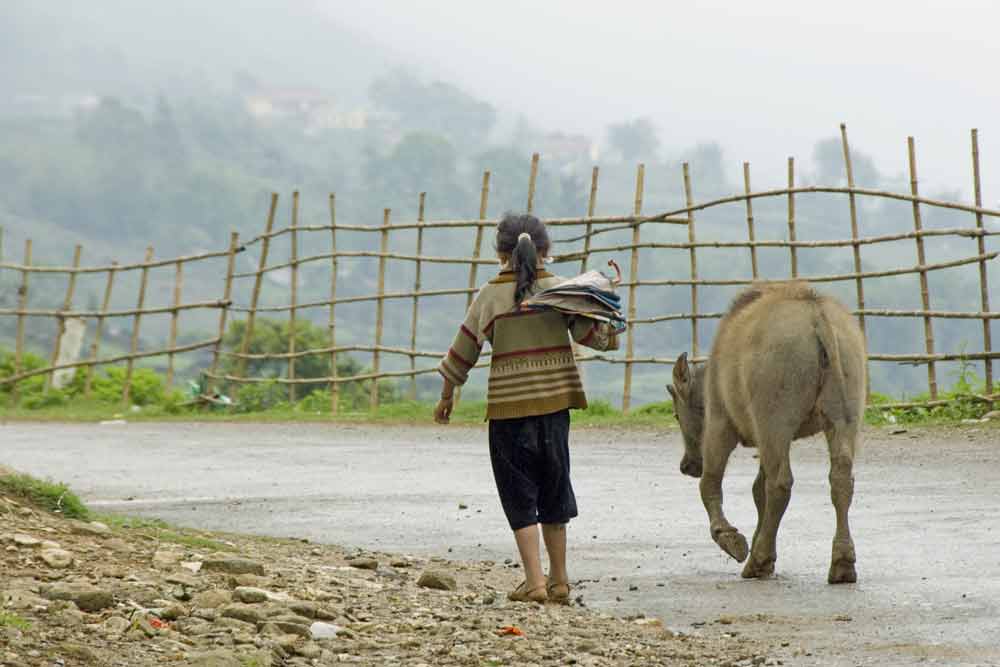 child with buffalo-AsiaPhotoStock
