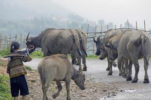 buffalo herd-AsiaPhotoStock