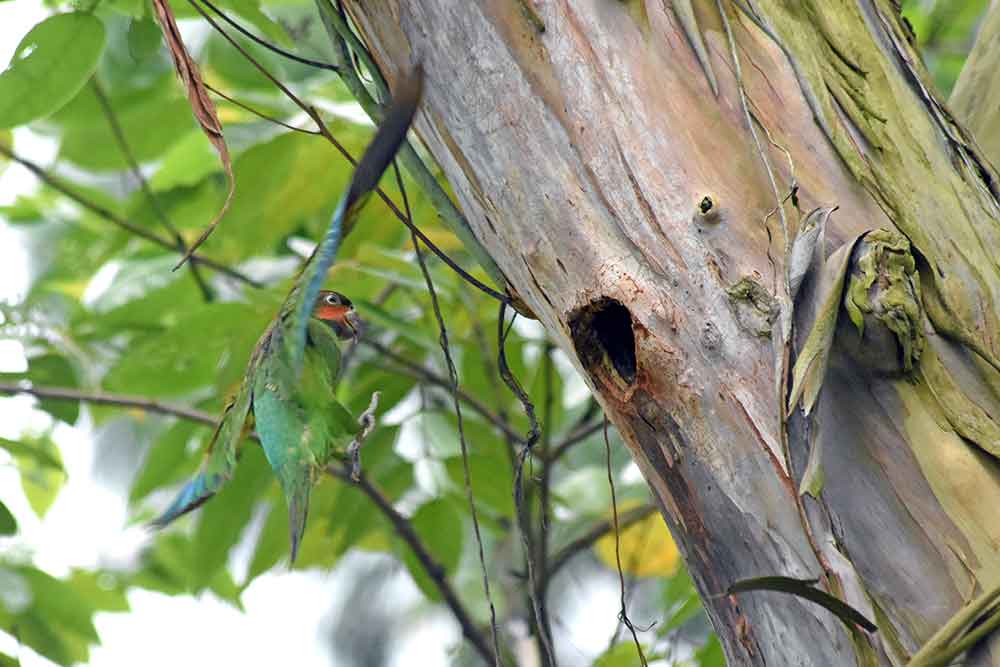 long tailed parakeet flying-AsiaPhotoStock