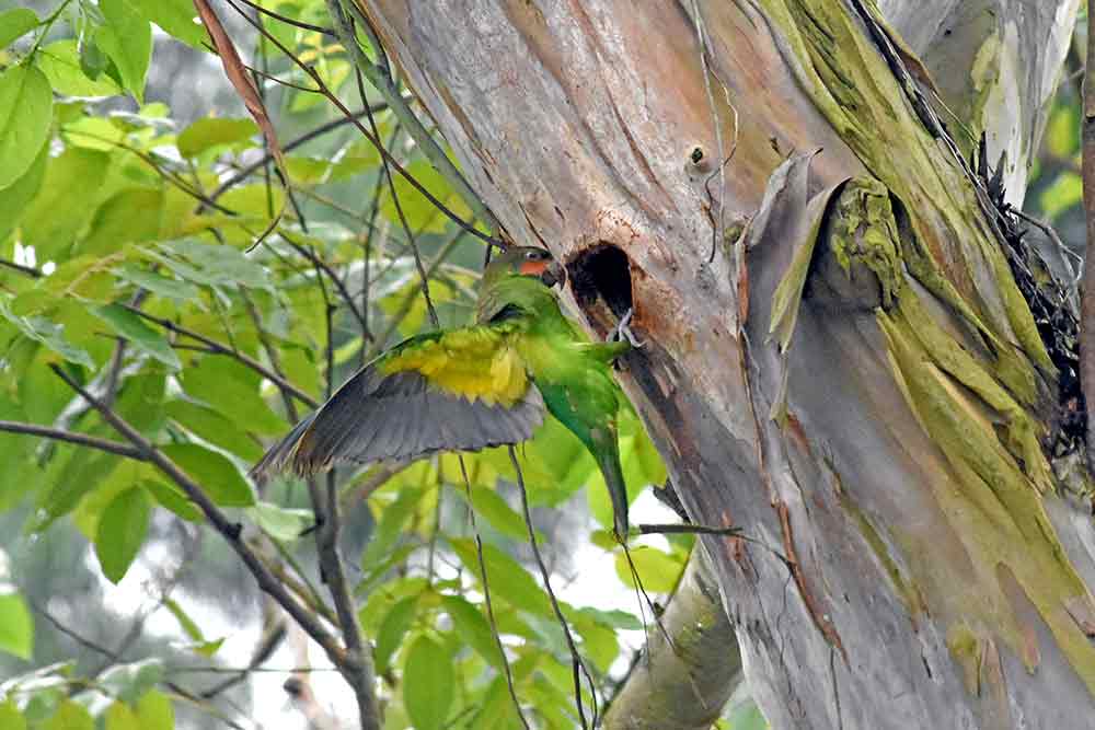 wings long tailed parakeet-AsiaPhotoStock