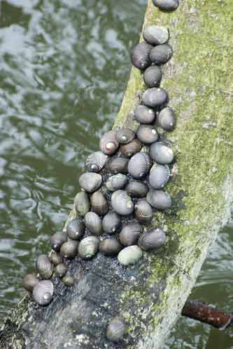 sea snails on tree-AsiaPhotoStock