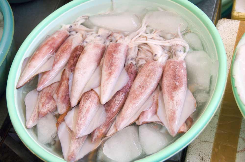 fresh squid-AsiaPhotoStock