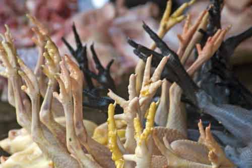 chicken feet-AsiaPhotoStock