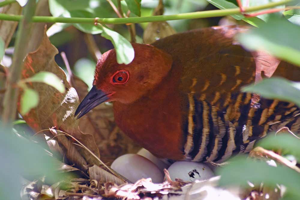 eggs red legged crake-AsiaPhotoStock