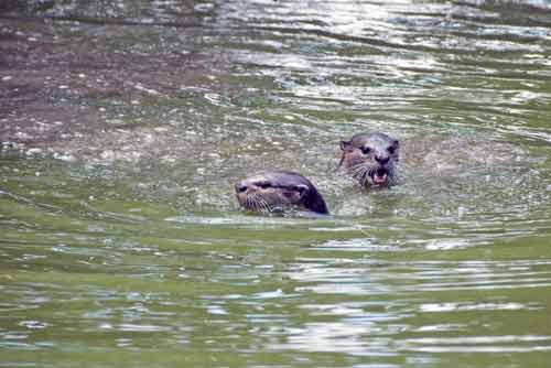 smooth otters sungei buloh-AsiaPhotoStock