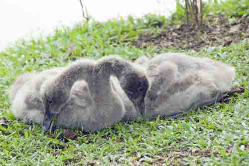 two young black swans-AsiaPhotoStock