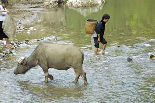 water buffalo-AsiaPhotoStock