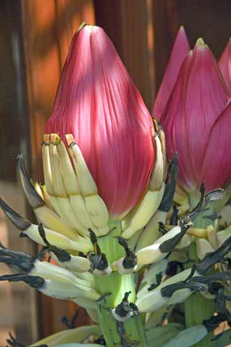 banana flower sapa-AsiaPhotoStock