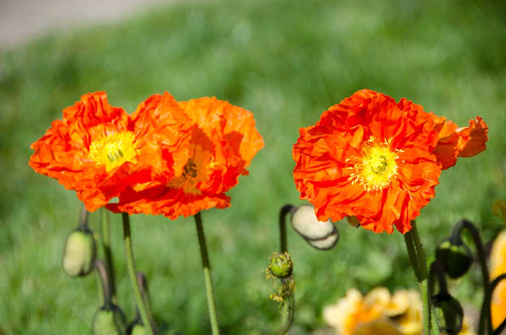 botanics-AsiaPhotoStock