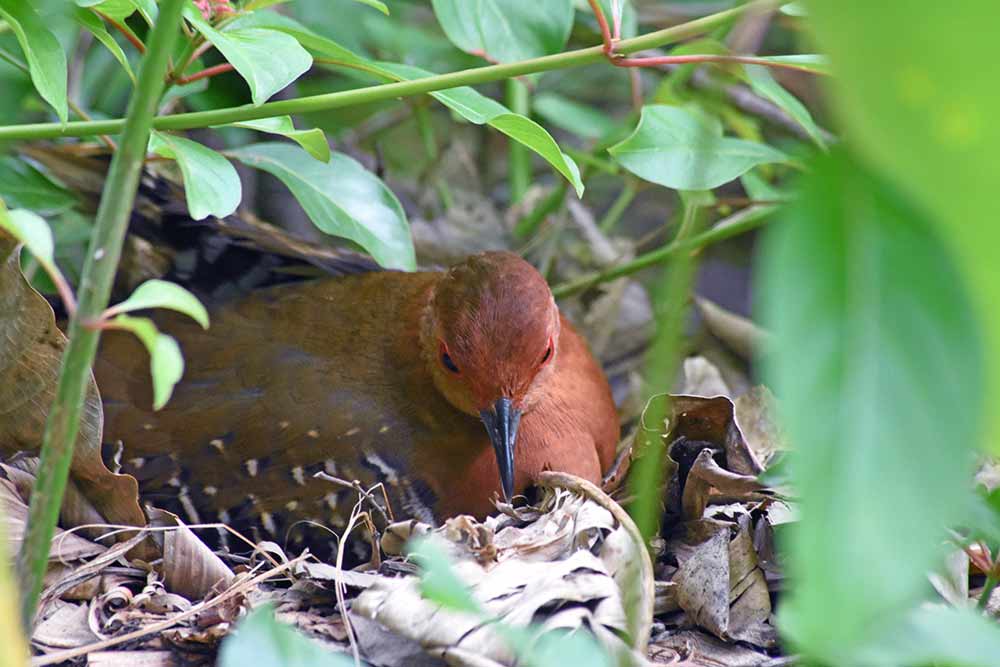 female red legged crake-AsiaPhotoStock