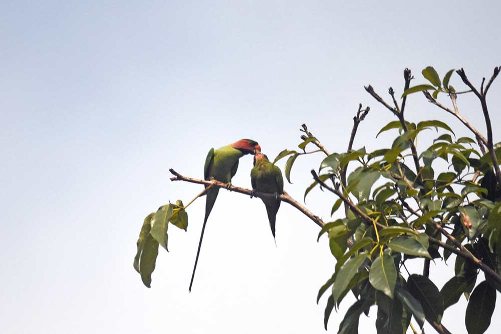 male feeds female-AsiaPhotoStock