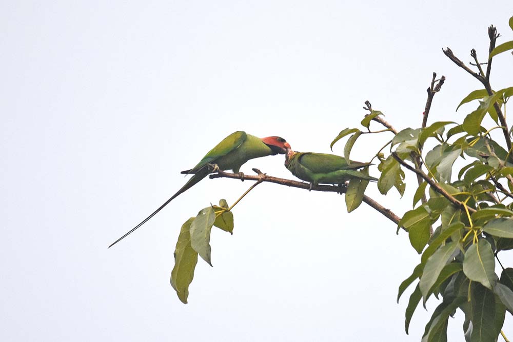 feeding on tree-AsiaPhotoStock