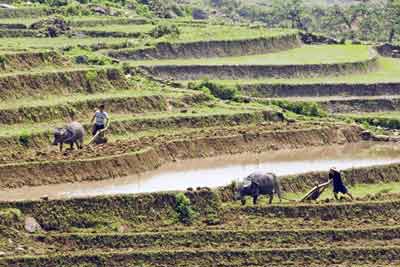 ploughing terraces-AsiaPhotoStock