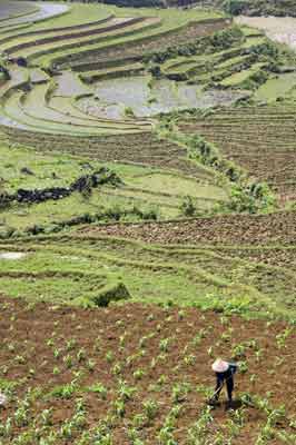 vegetable terraces-AsiaPhotoStock