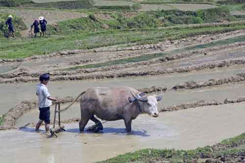 buffalo in mud-AsiaPhotoStock