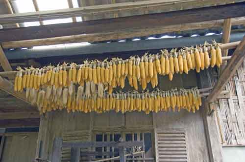 sweet corn drying-AsiaPhotoStock