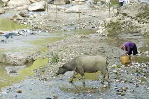 buffalo in stream-AsiaPhotoStock