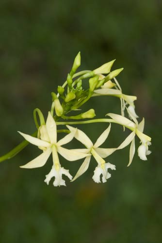 ipidendrum hy-AsiaPhotoStock