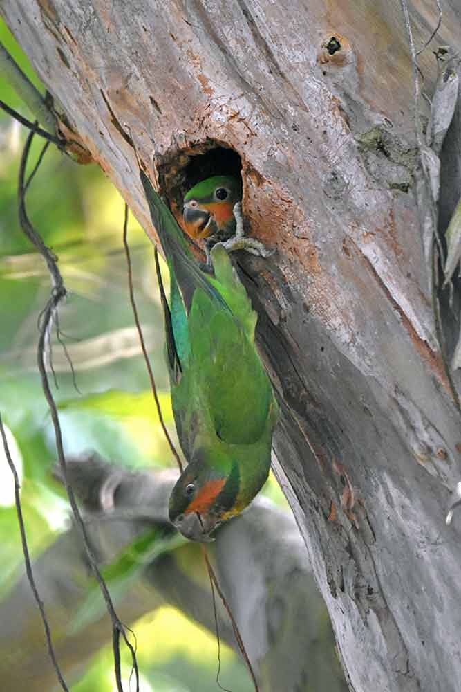 mother and chick-AsiaPhotoStock