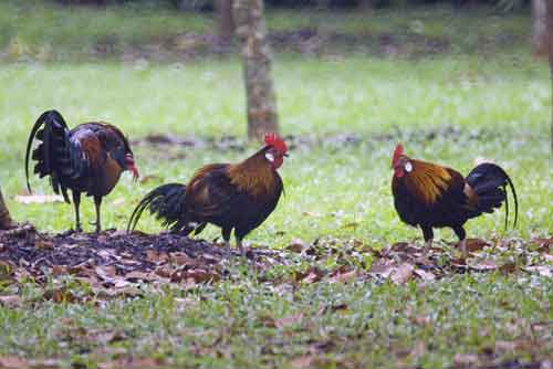 3 red junglefowl males-AsiaPhotoStock