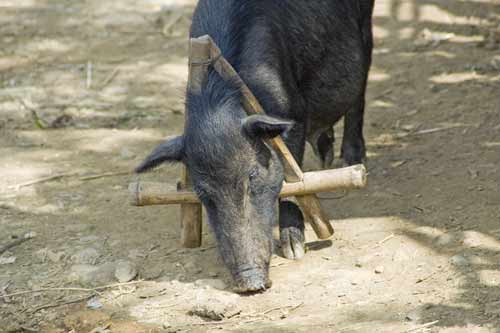 pig with brace-AsiaPhotoStock