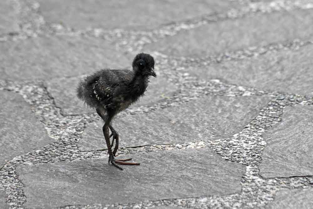 red legged crake chick-AsiaPhotoStock