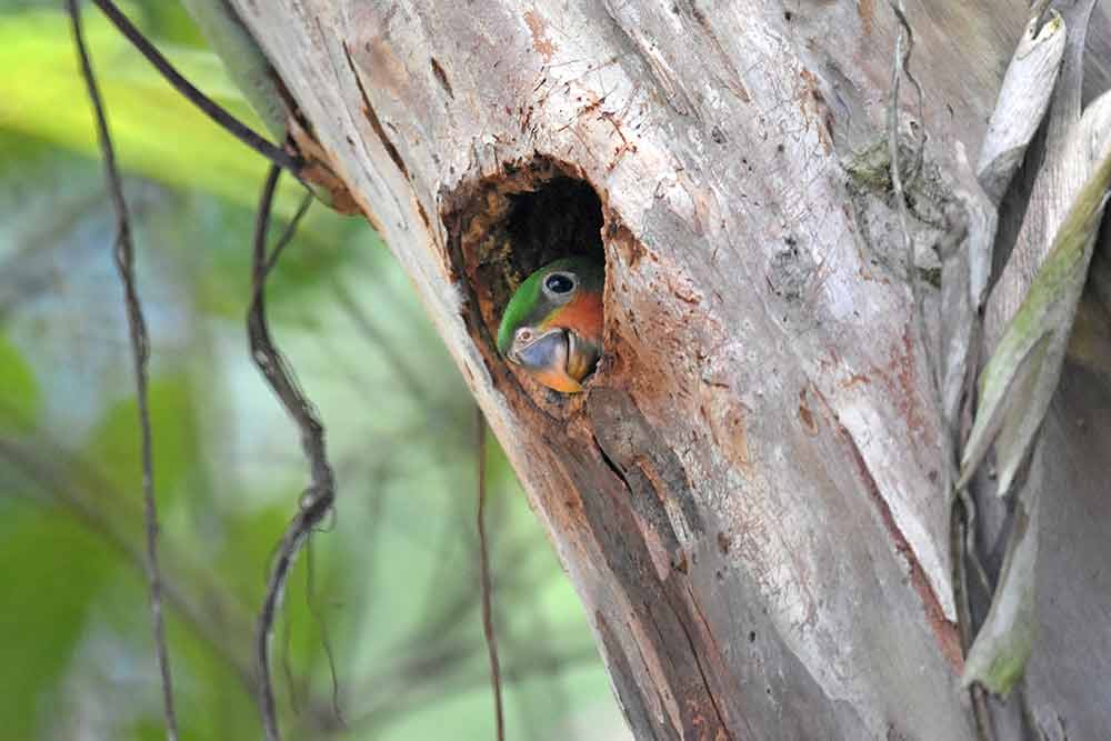 long tailed parakeet baby-AsiaPhotoStock