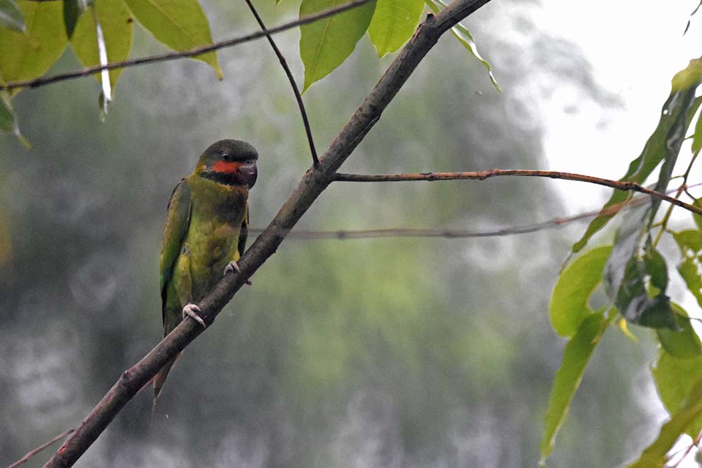 female long tailed parakeet-AsiaPhotoStock