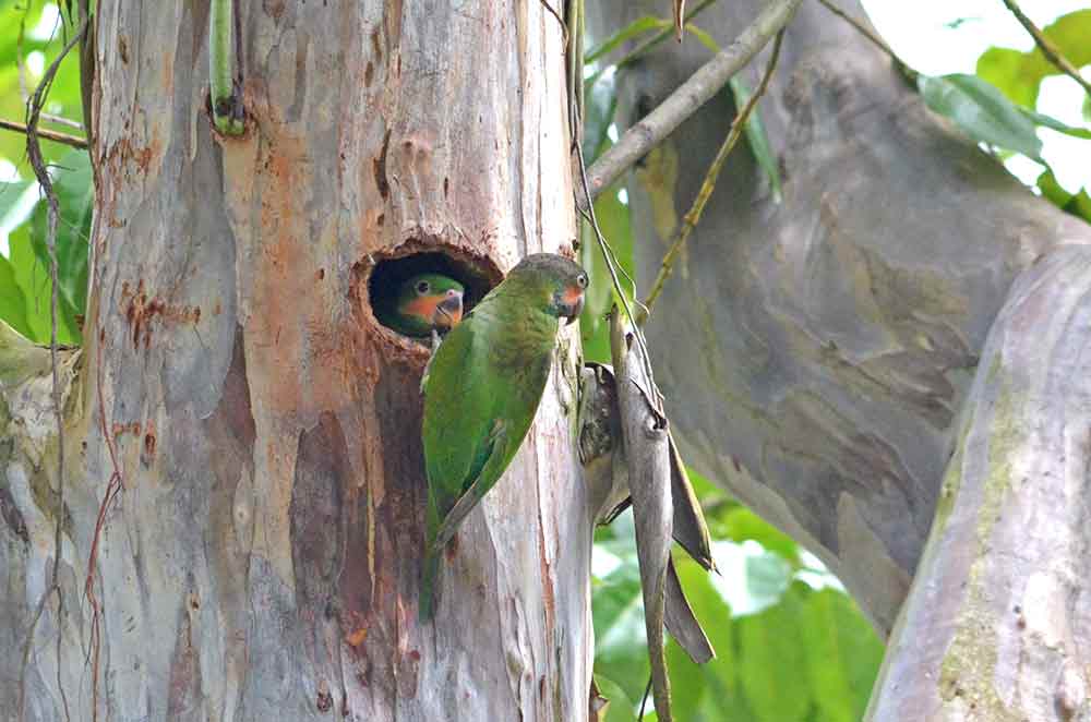 mother and baby parakeet-AsiaPhotoStock