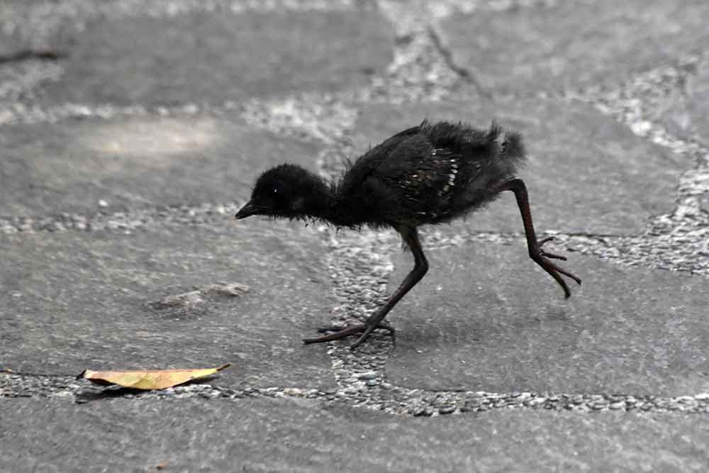 running red legged crake-AsiaPhotoStock