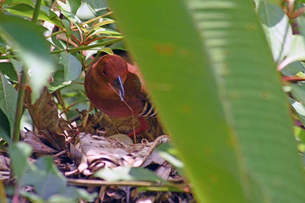 crake on nest with eggs-AsiaPhotoStock