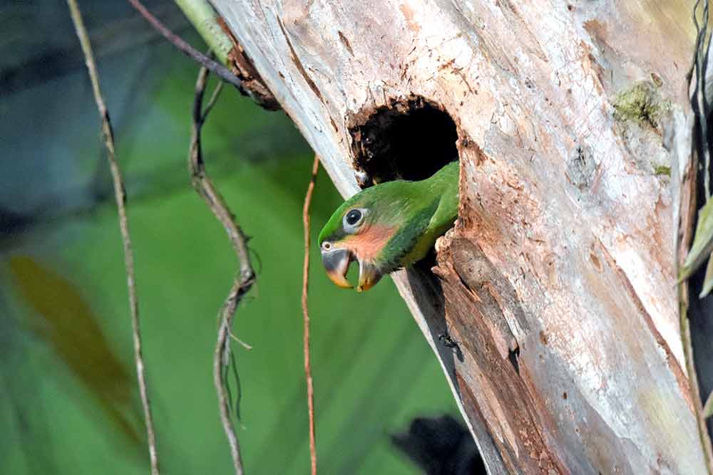 baby parakeet open mouth-AsiaPhotoStock