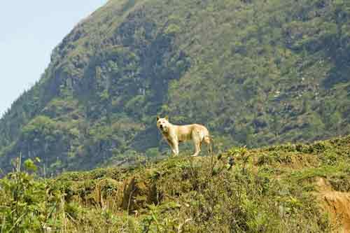 dog on hill-AsiaPhotoStock