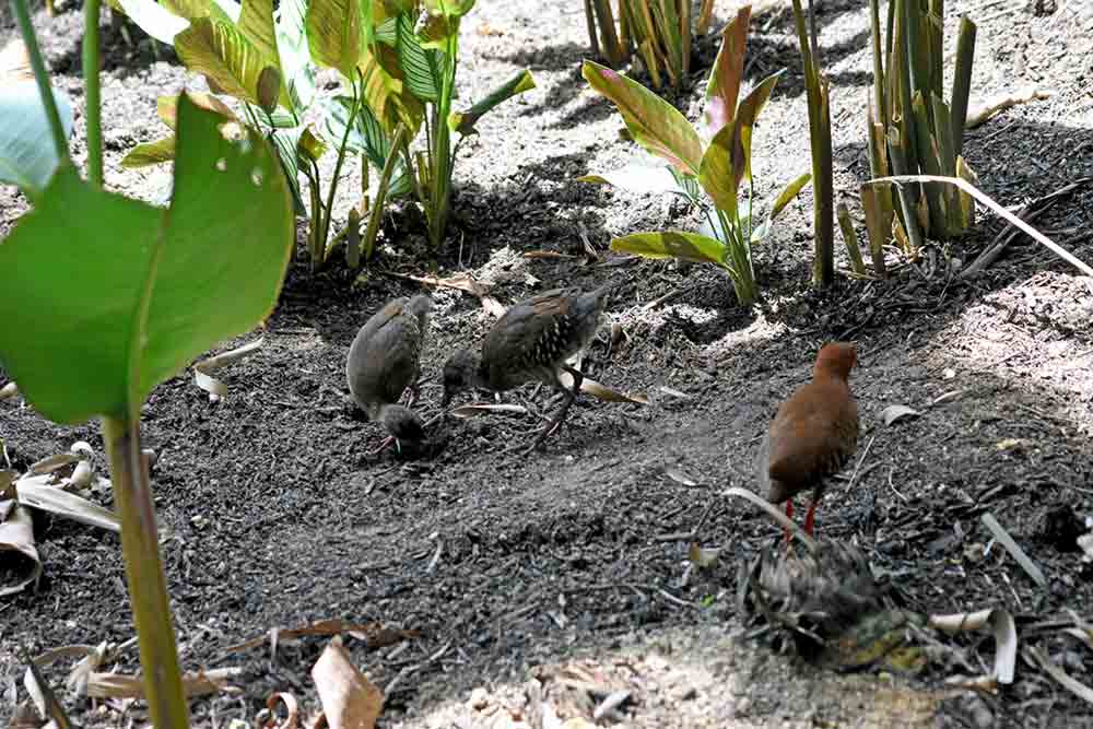 red legged crakes eating-AsiaPhotoStock