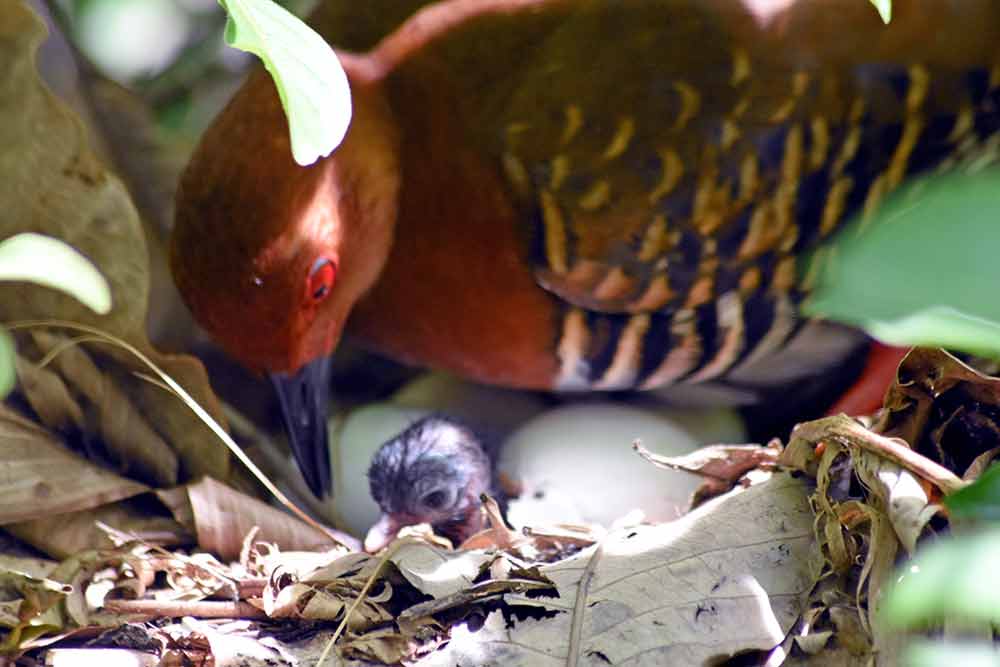 newly hatched chick-AsiaPhotoStock