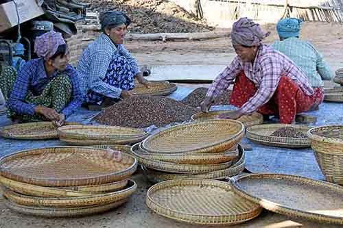 plum seeds bagan-AsiaPhotoStock