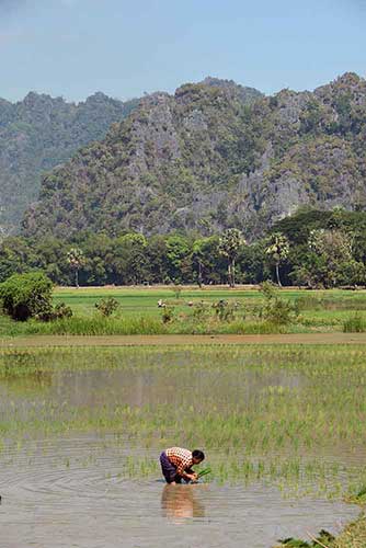 planting rice hpa an-AsiaPhotoStock