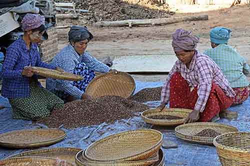 plum seed factory-AsiaPhotoStock