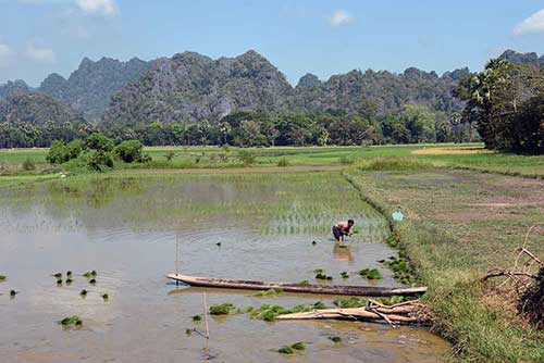 planting rice hpa an myanmar-AsiaPhotoStock