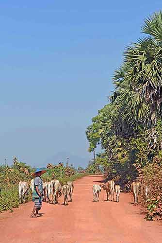 cowherd hpa an-AsiaPhotoStock