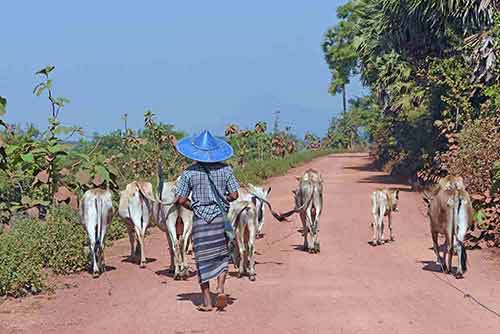 cows myanmar hpa an-AsiaPhotoStock