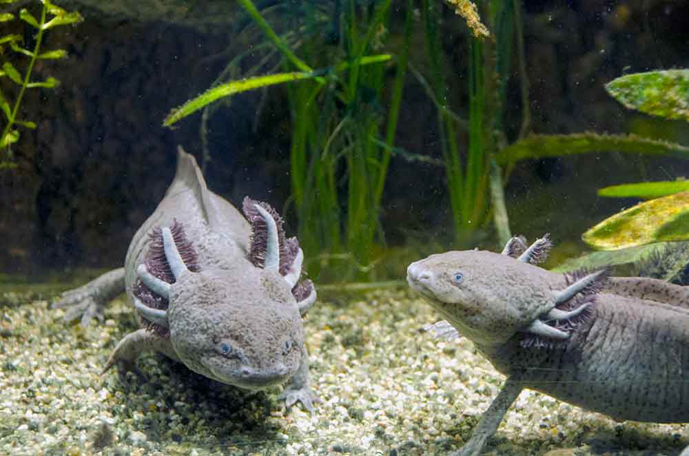 axolotl-AsiaPhotoStock