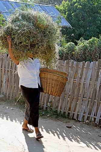 carrying vegetation-AsiaPhotoStock