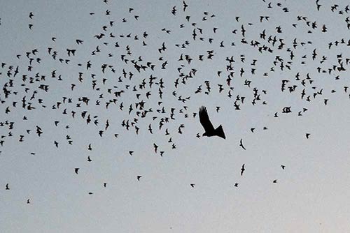 bats and raptor-AsiaPhotoStock