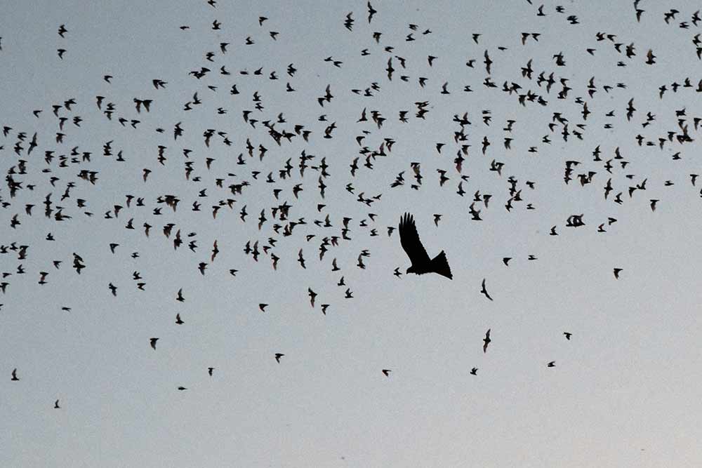 bats and raptor-AsiaPhotoStock